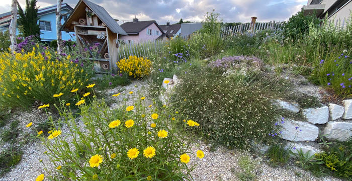 Wildbienenhaus mit Ruderalbepflanzung beim Schulhaus in Hofstetten